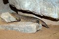 Egernia stokesi reptiel reptielen reptile reptiles hagedis lizard lezard kikker frog grenouille pad toad crapaud krokodil crocodile schildpad turtle tortue